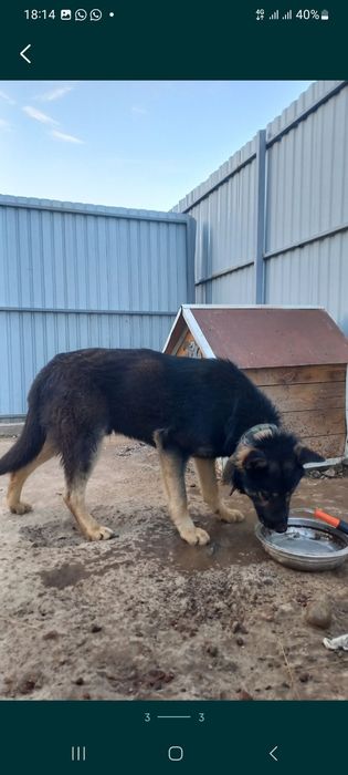 Продам собаку срочно