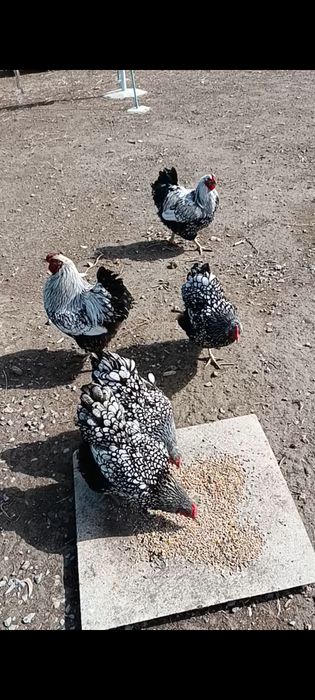 Куры Виандот Серебро