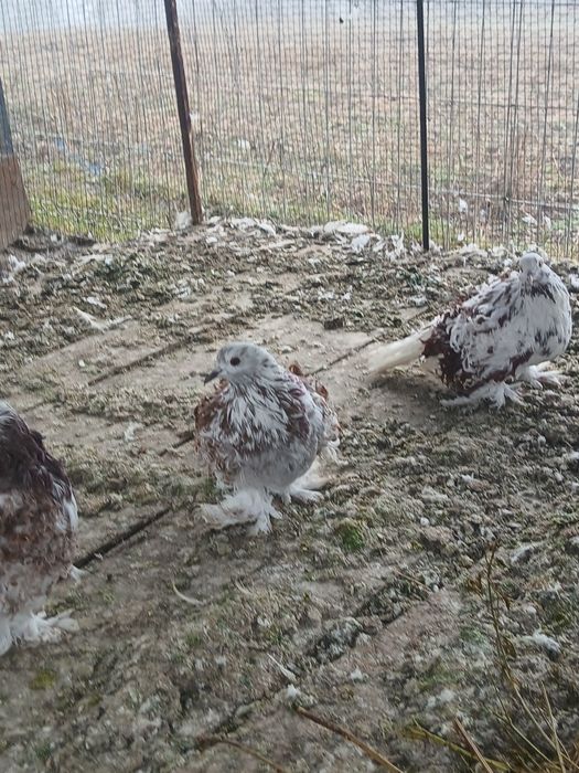 Porumbei creți și cucuruzi