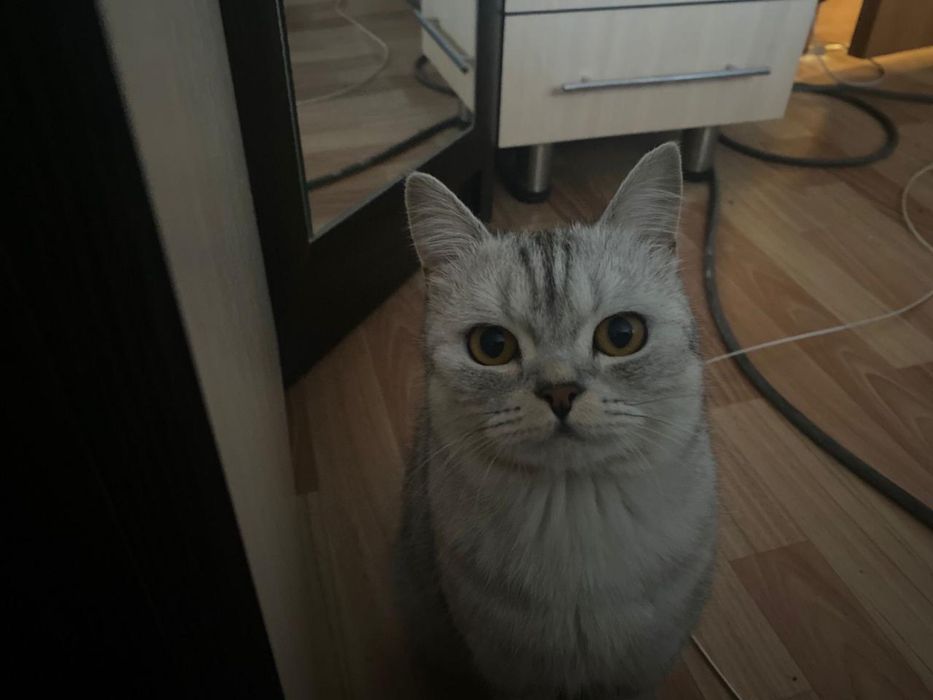 Кошка  отдам в хорошие руки