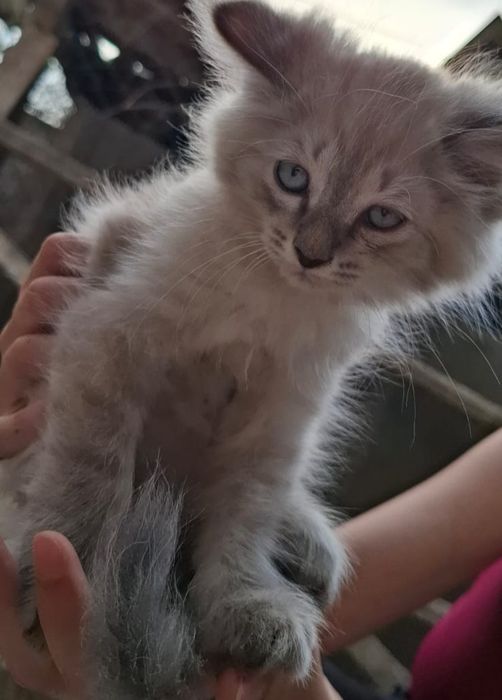 Отдам котят в добрые руки