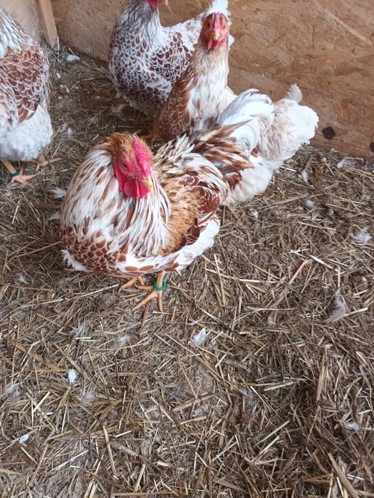 Gaini  wyandote sples