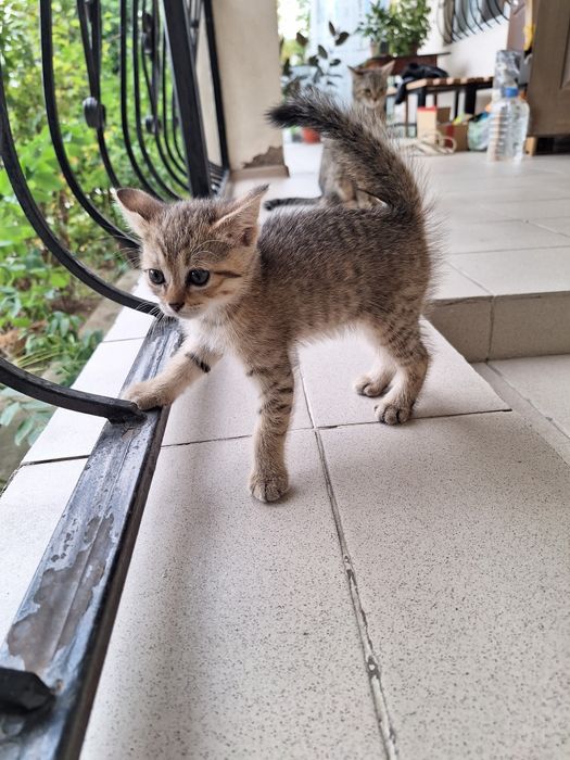Отдам котят в хорошие руки