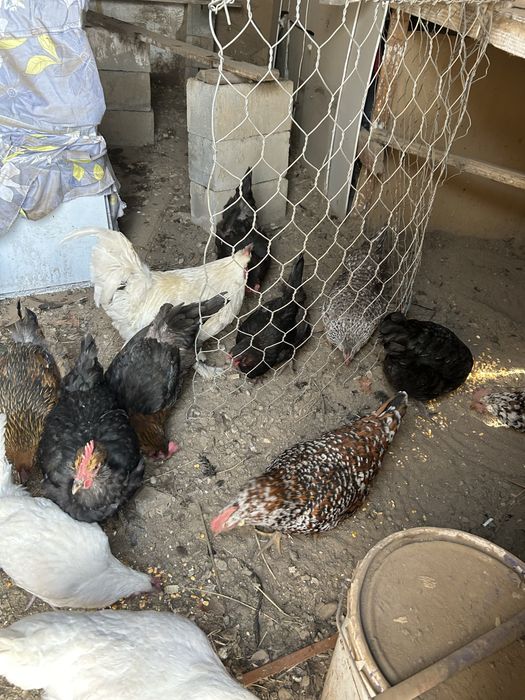 Продам кур молодки