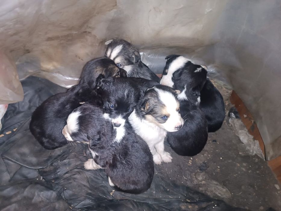 Отдам щенят в добрые руки , мальчики и девочки есть