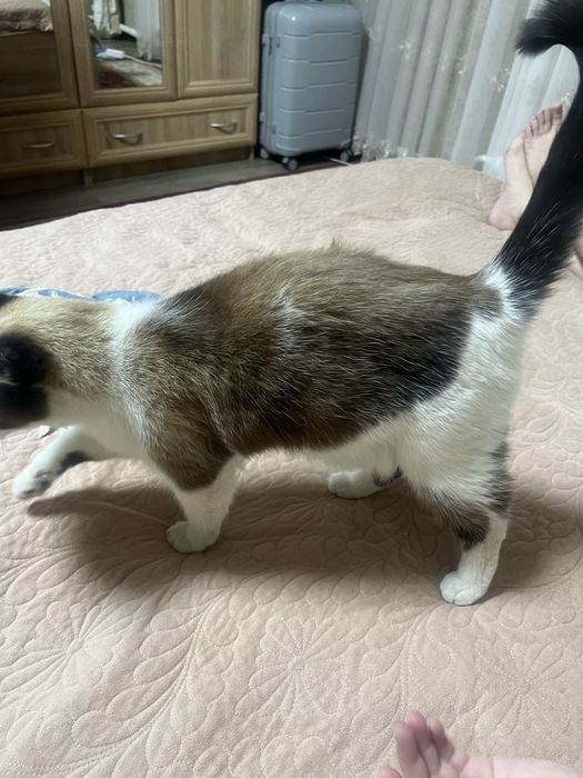 кот мальчик кастрированный