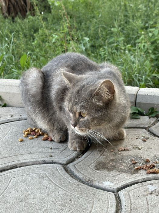 Кошечка в добрые руки