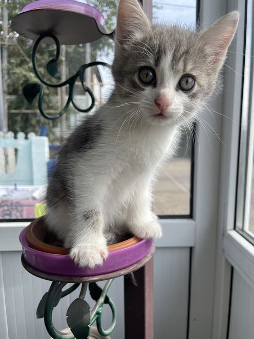Отдам в дар котенка