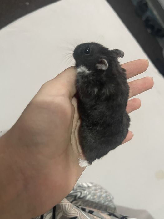 Hamsteri pitici.