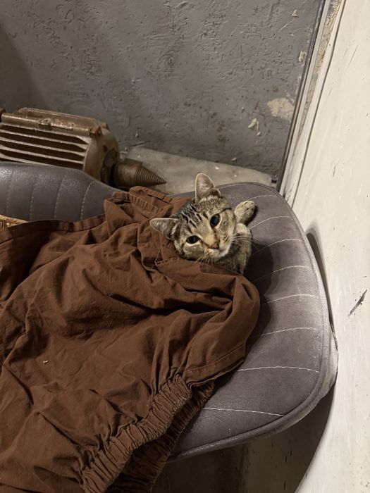 Отдам Кота в добрые руки