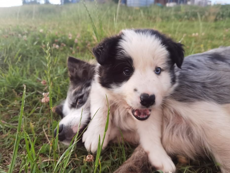 Pui Border Collie