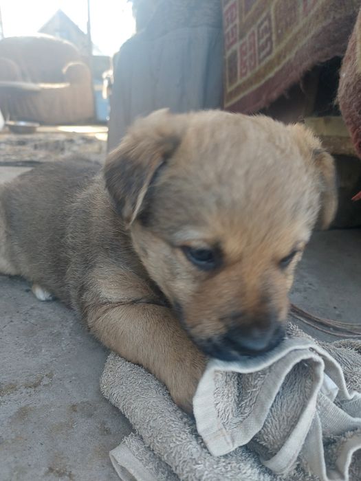 Отдам мальчика в