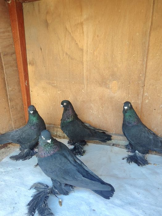 Продам Голубей 2025