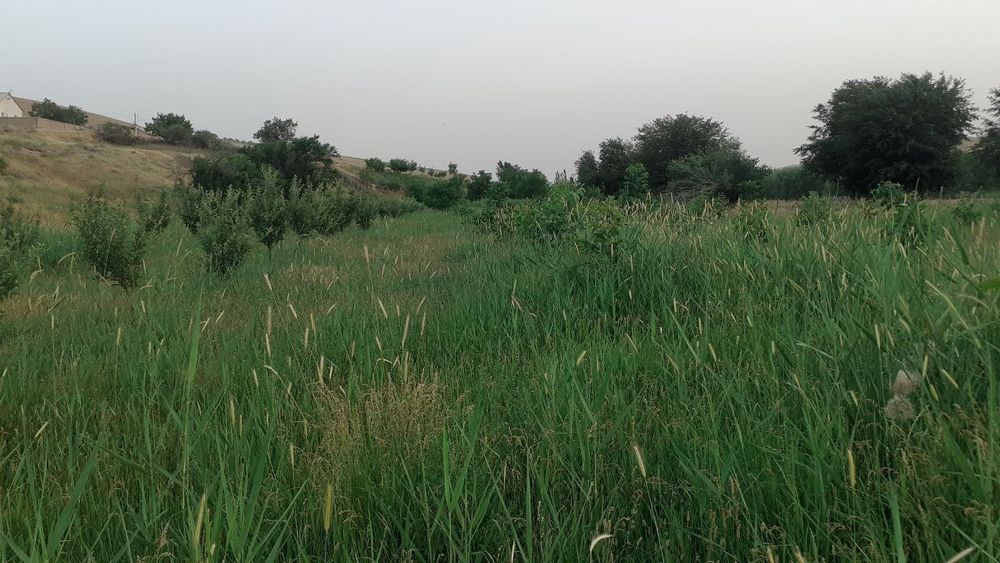 Samarqand viloyati Payariq tumani Nakurt MFYda uchastka sotìladi.