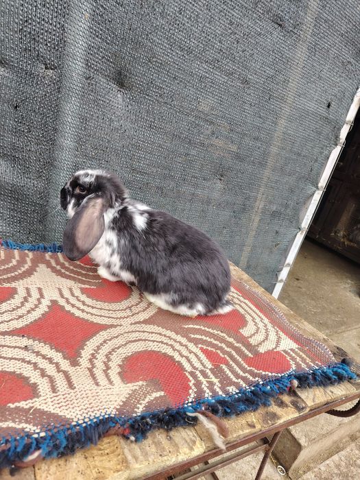 Vând iepuri diferite rase