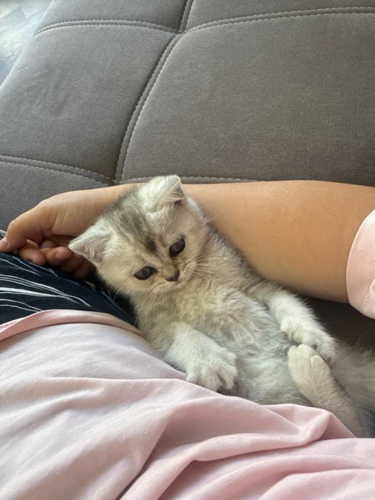 Кошка шотландка