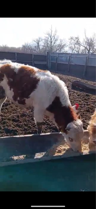 Продам бычков на откорме