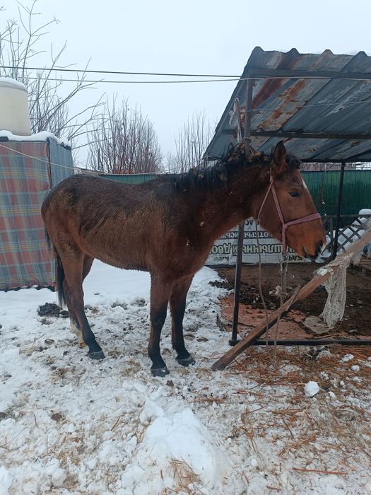 Донен жылкы сатылат