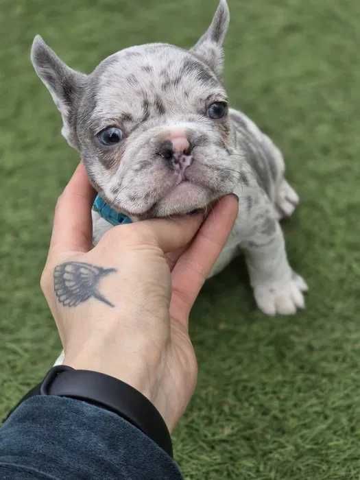 Яркий мальчик французский бульдог