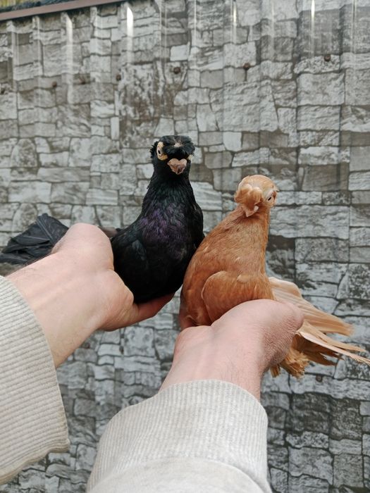 Продам малоносых голубей
