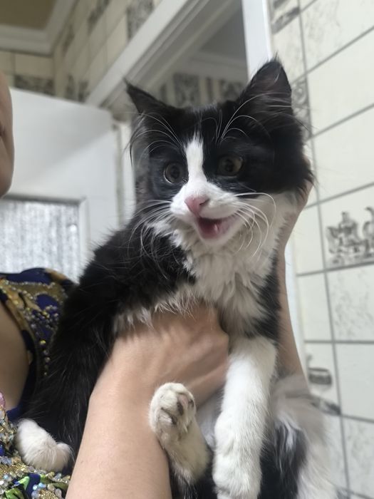 Отдам в хорошие руки.