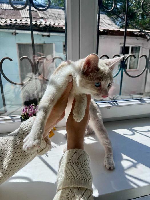 Кошка (котёнок 5 месяцев)