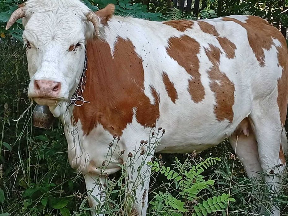 Vaca tânără cu lapte la prima fătare de vânzare