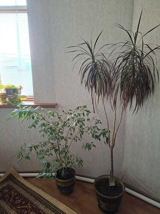 Продам домашние цветы, драцену