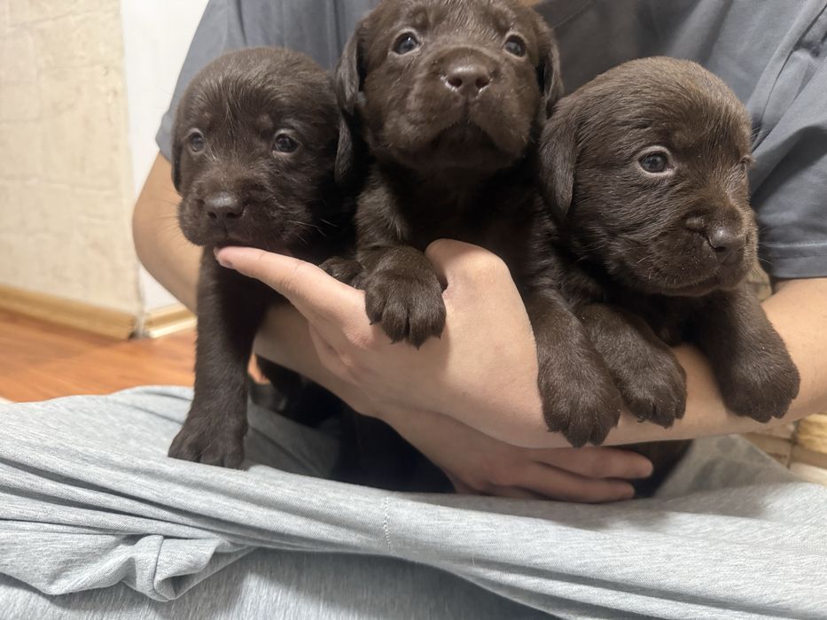 Шоколадные щенки лабрадора