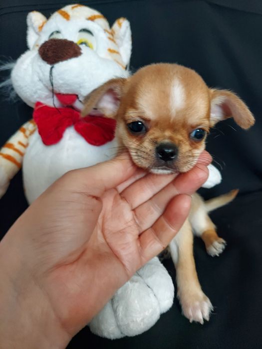 Продаю щенков чихуахуа