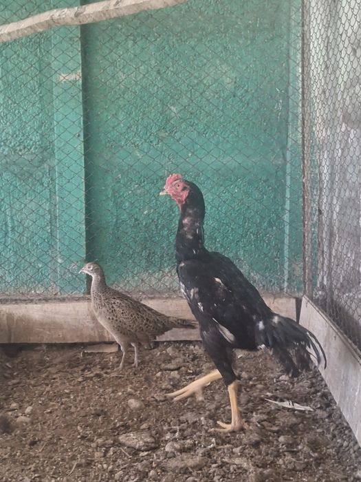 Дакан қораз сатылады.