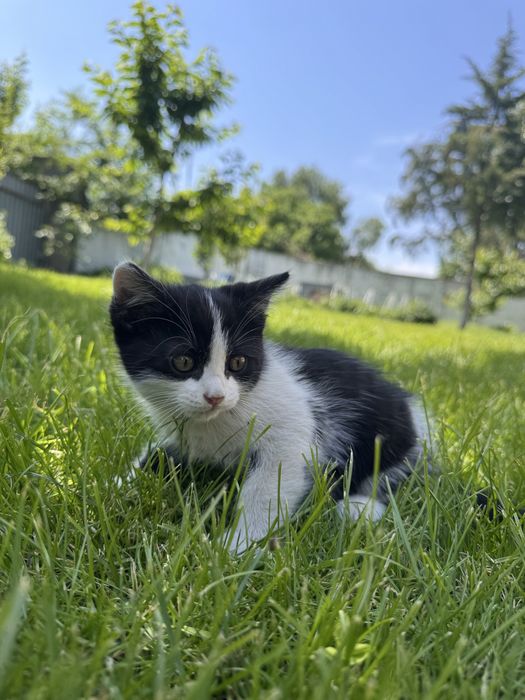 Котята бесплатно
