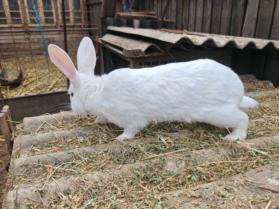 Mascul 1 an disponibil, are ochii albastri