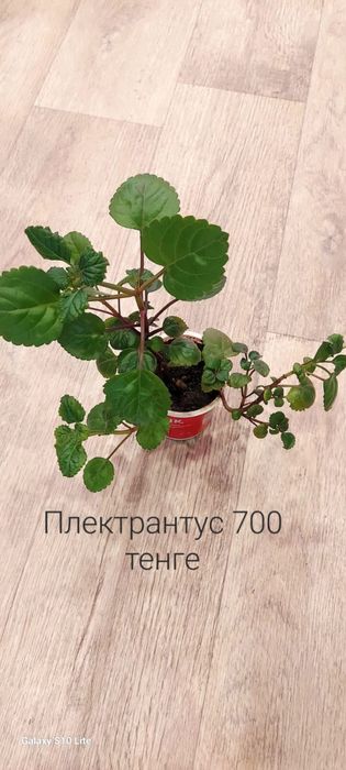 Продам комнатные цветы