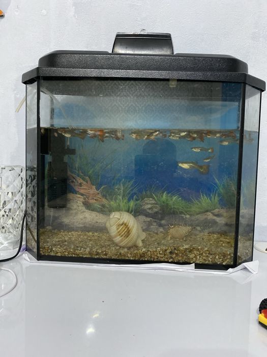 Продам аквариум с рыбками.
