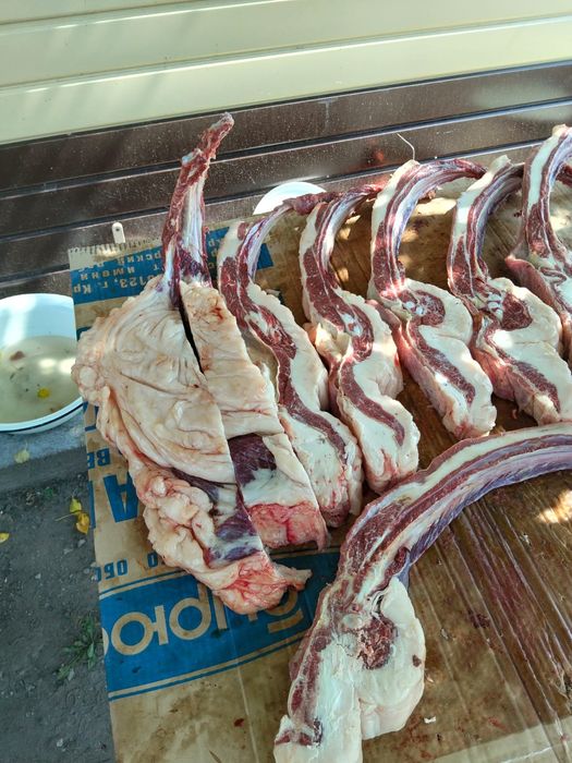 Продам Согим жирный байтал