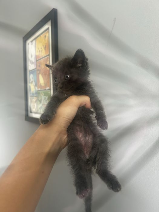 отдаю котенка в добрые руки