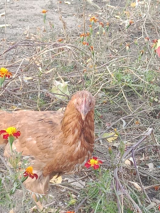 Продам домашние 2 курицы