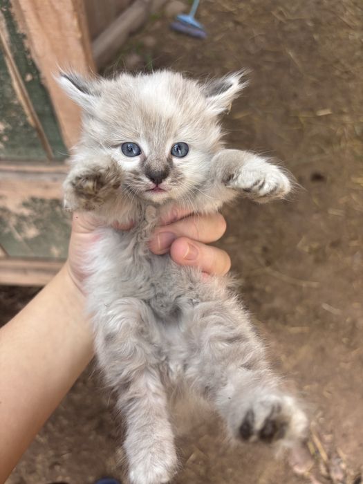 Отдам котёнка хорошие руки