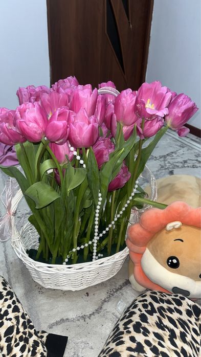 Тюльпан свежа 35шт очень красивая