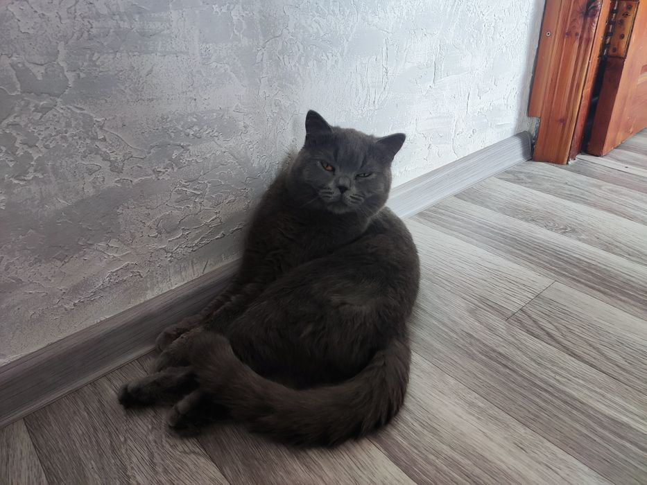 Отдам кота в добрые руки