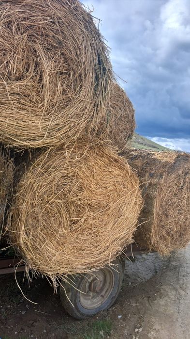 Baloti fan 250-500 Rotunzu 40 Fan or Lucerna.La TIR>RO Ferma chirie

Baloti se aduc pe garantie.
Uferim si cerem seriozitate. 
Nu ducem la BUCATA

Doa
