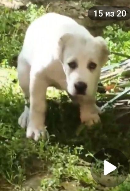 Шенок Алабая чистокровный