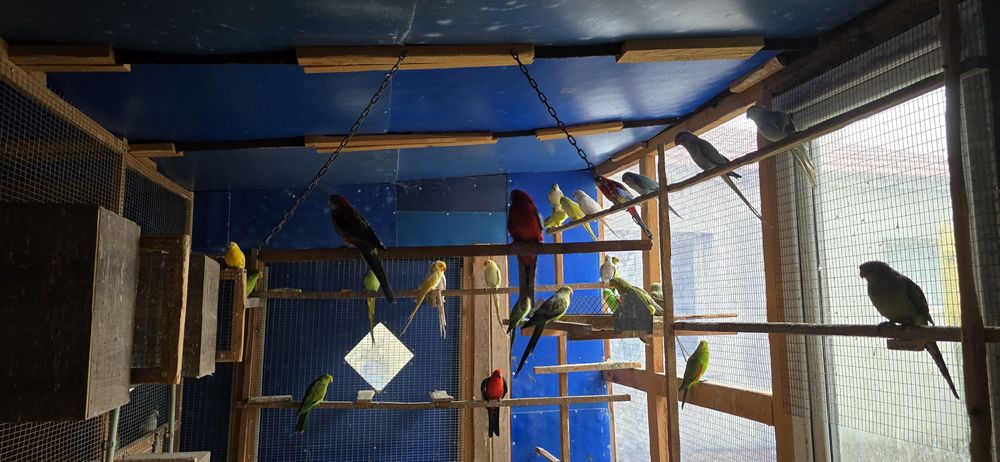 Александри монаси неразделки и др видове папагали