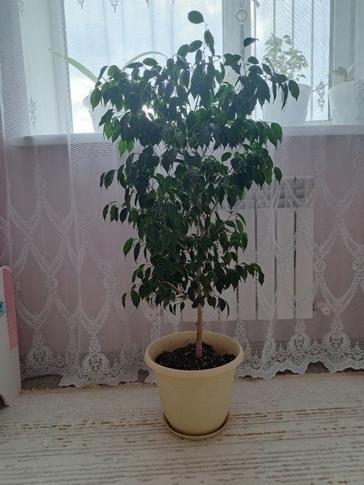 Фикус бенджамина