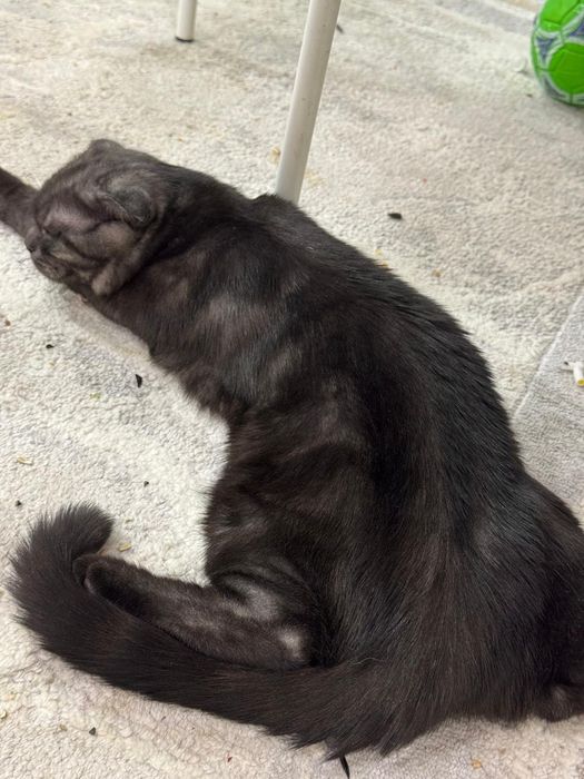 Шотландский котик