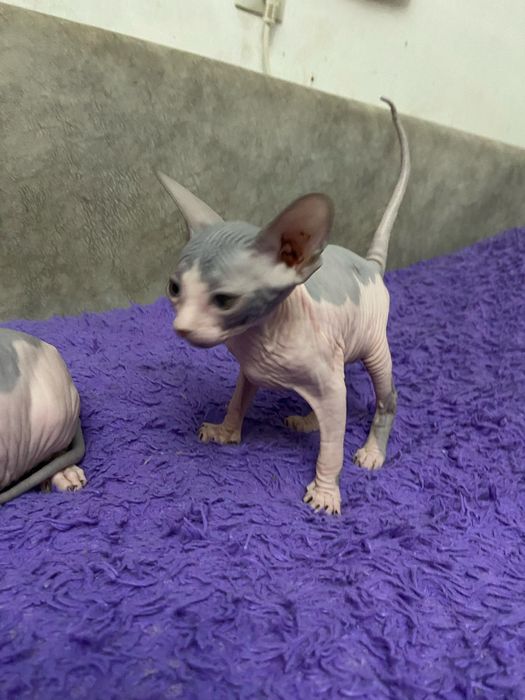 Очаровательные малыши сфинкса