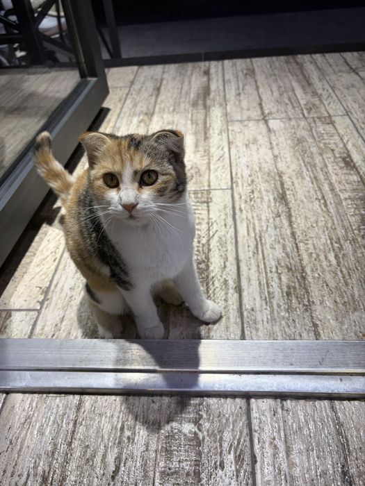 Котёнок отдается в хорошие руки