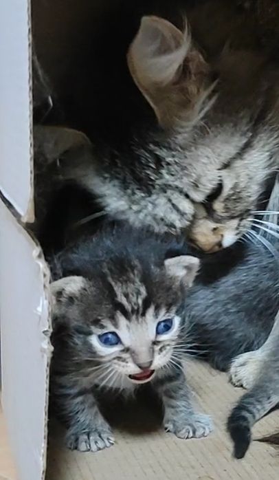 Симпатяга котята