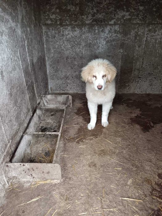 Мъжко и женско - кучета на пет месеца